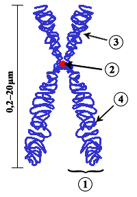 Bau eines typischen Chromosoms