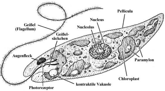Bau eines pflanzlichen Einzellers am Beispiel der Euglena